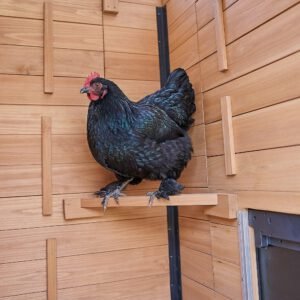 Sweetwater Chicken Coop - Brown - Image 9